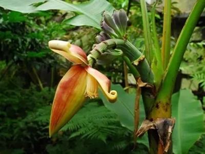 香蕉花怎么吃，分享香蕉花的几种吃法（超美味）