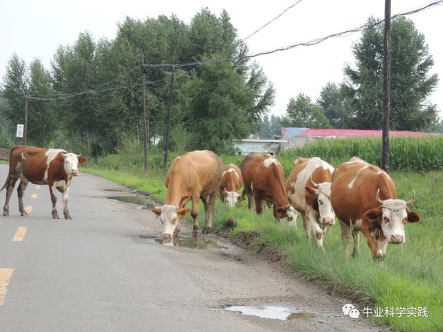 中国肉牛产业21世纪的第二次“育肥牛源断档期”正式出现