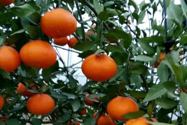 日本“封锁”多个水果品种，严防死守禁止流向我国，有什么后果？