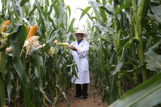 科学家的一天丨万里挑一，做强玉米“中国芯”