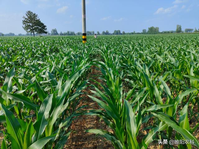 玉米追肥有诀窍，记住这个追肥口诀，亩产可达2000斤以上