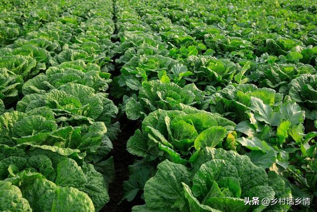 种植萝卜和白菜，为啥不能缺少这两种肥料？产量质量都会受影响