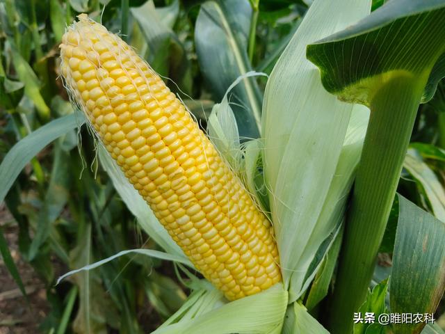 玉米追肥有诀窍，记住这个追肥口诀，亩产可达2000斤以上