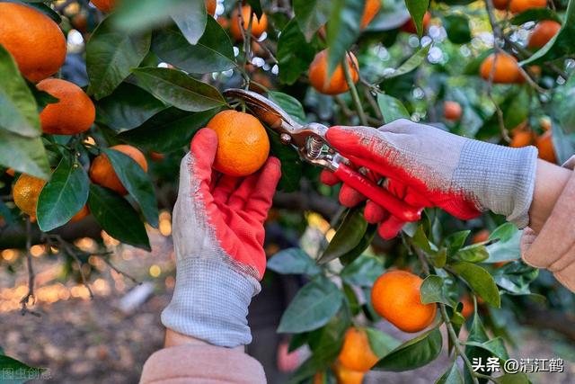 柑橘产量不高与结果母枝强弱相关，“6步法”教你培养优质结果枝