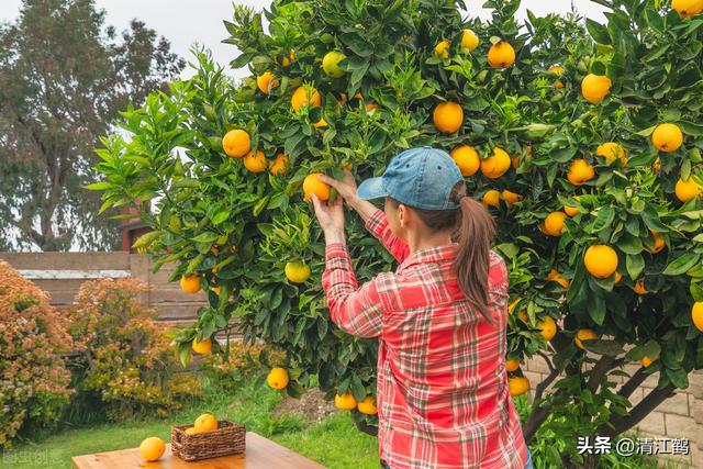 柑橘产量不高与结果母枝强弱相关，“6步法”教你培养优质结果枝