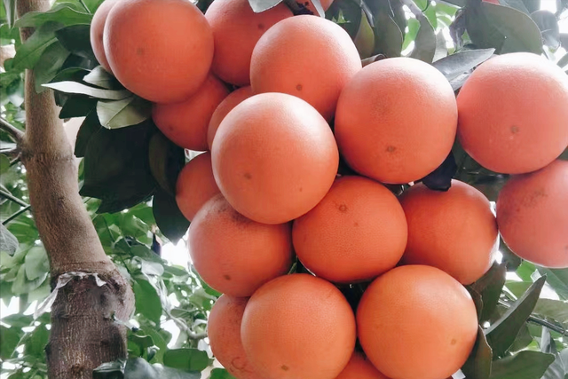 从10元/斤跌到2元/斤，火了没几年的葡萄柚，为什么冷下来了？
