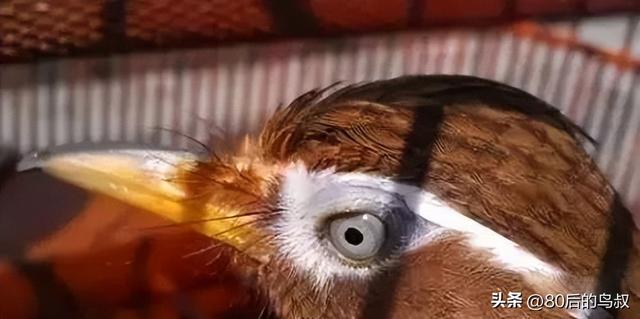江山易改本性难移——论画眉鸟的头型与性格