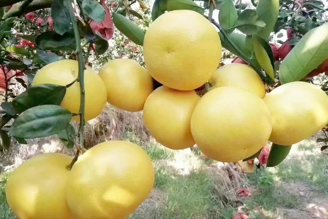 从10元/斤跌到2元/斤，火了没几年的葡萄柚，为什么冷下来了？