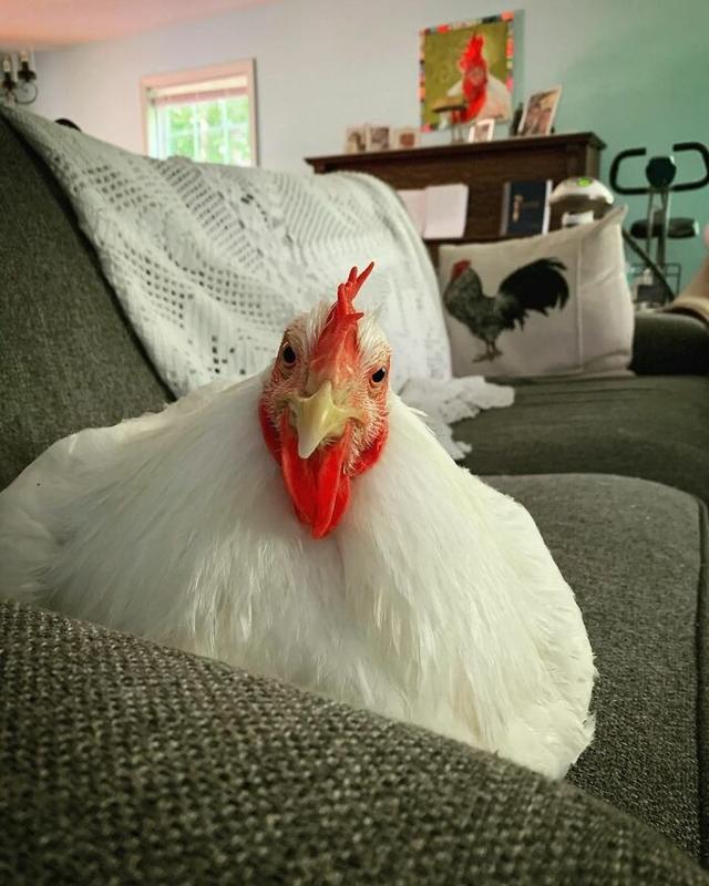 她从养鸡场救回一只濒死肉鸡，5年过去，这只鸡成了家里的团宠！
