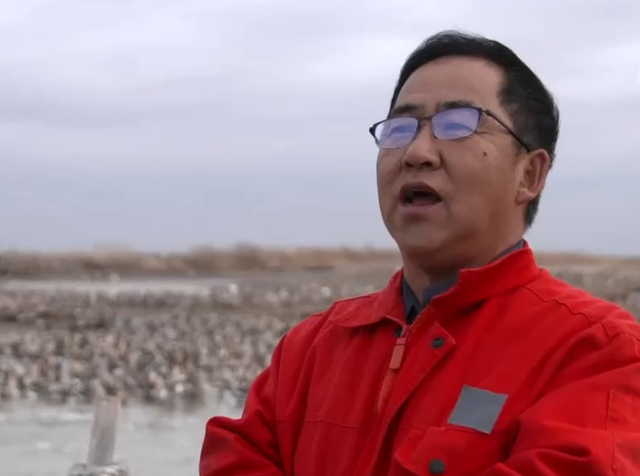 黑龙江男子养会飞的鹅，被大雁拐跑3000只，半年后却赚上千万