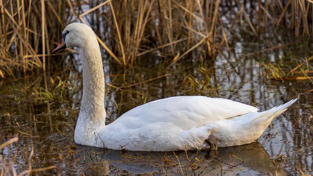 元旦假期结束郑州北龙湖湿地公园误闯入疣鼻天鹅栖息地