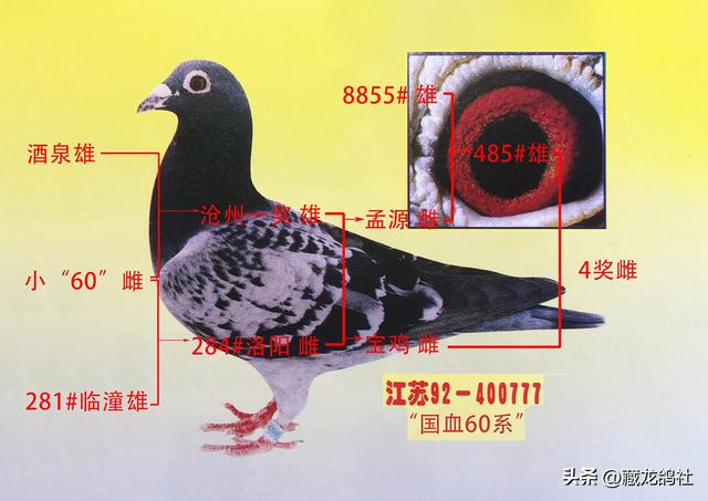 优血源于母系繁衍——浅析刘香亭五冠鸽的育种手段