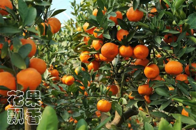 农业的尴尬：拿最响的品牌，卖最贵的橘子，8年血亏500万元