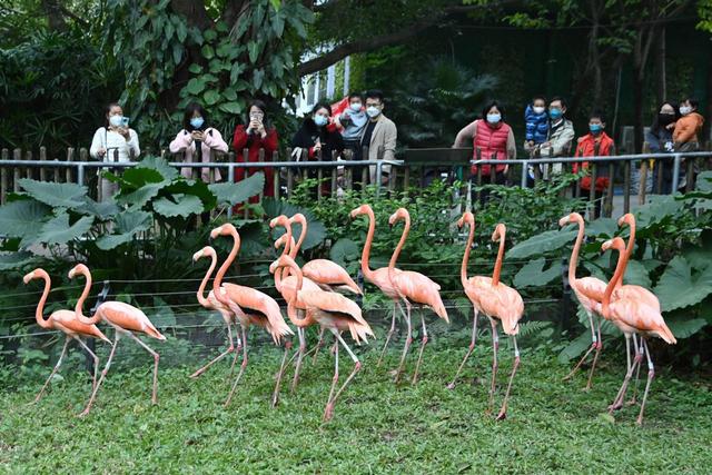 深圳野生动物园动物享用“2023年新年大餐”
