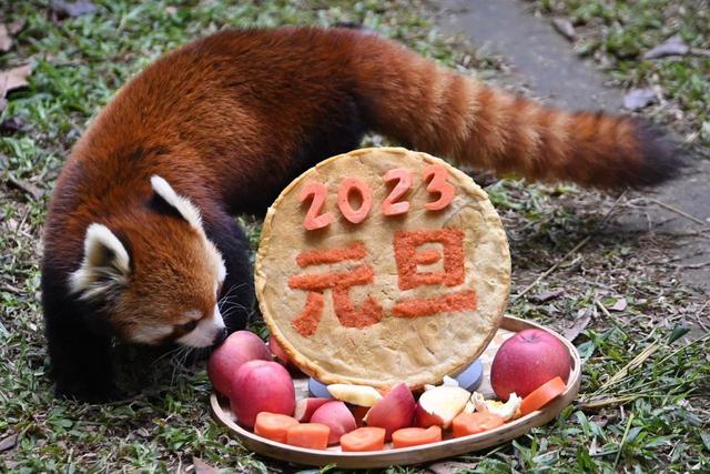 深圳野生动物园动物享用“2023年新年大餐”