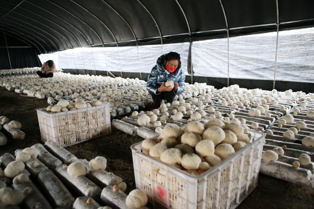 重庆黔江：废桑枝孕育出“致富菇”