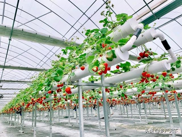 彭燕萍：从法律跨行农业 享受一个码农的“莓”好时光