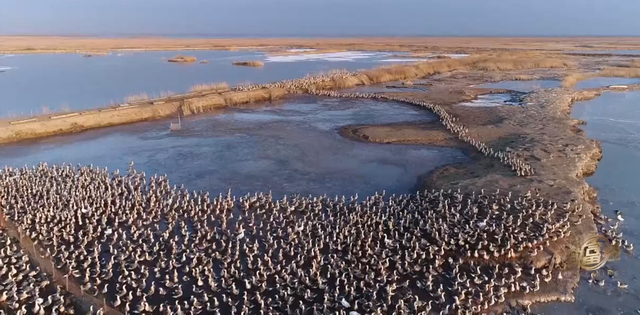 黑龙江男子养会飞的鹅，被大雁拐跑3000只，半年后却赚上千万
