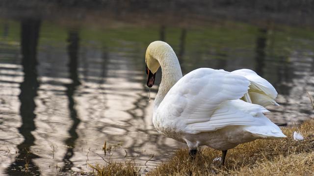 元旦假期结束郑州北龙湖湿地公园误闯入疣鼻天鹅栖息地