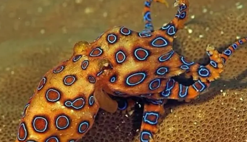 蓝环章鱼毒性排第几-蓝环章鱼毒性可解吗