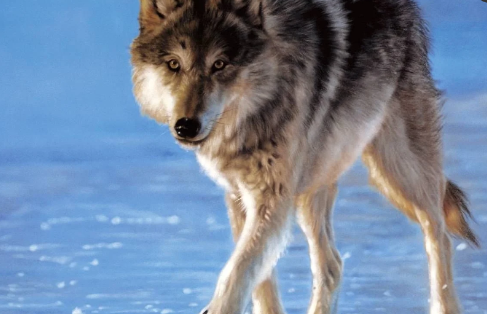 世界上最可怕的狼是不是灰太狼-世界上最可怕的狼长什么样子