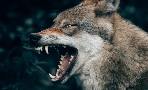 世界上最可怕的狼是不是灰太狼-世界上最可怕的狼长什么样子