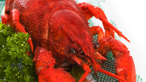 怎么吃波士顿龙虾 波士顿龙虾需要煮多久