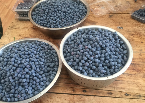 蓝莓一天吃半盒会怎么样-蓝莓一天吃半盒好吗